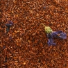 Rooibos Vilda bär & Grädde Te 3kg