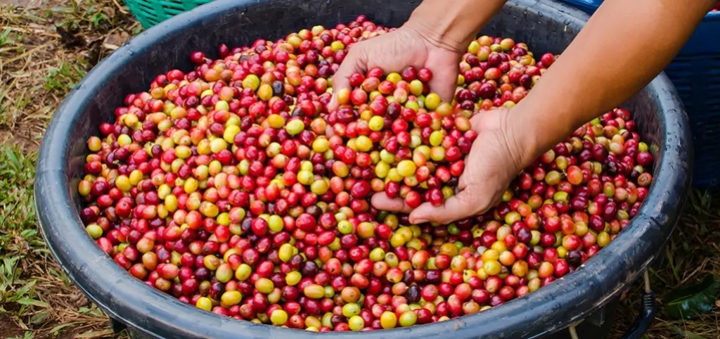 Smakhjul: S&aring; smakar du p&aring; kaffe