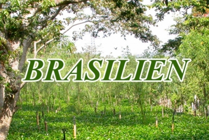 Kaffeproducerande länder: Brasilien