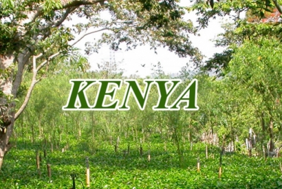 Kaffeproducerande länder: Kenya