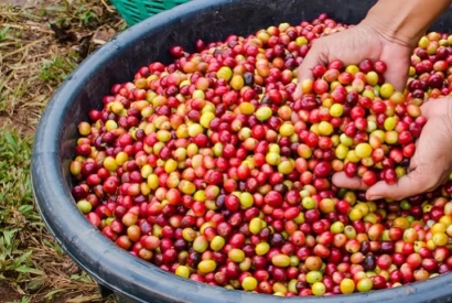 Smakhjul: S&aring; smakar du p&aring; kaffe