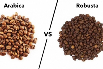 Det finns två huvudtyper av kaffebönor - Arabica och Robusta